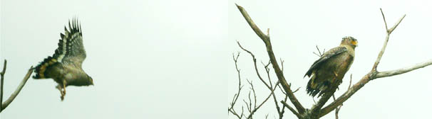 ���ʓV�R�L�O���J���������V