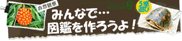 ���\�� �C�x���g/���R�ώ@��E�i���G�R�c�A�[