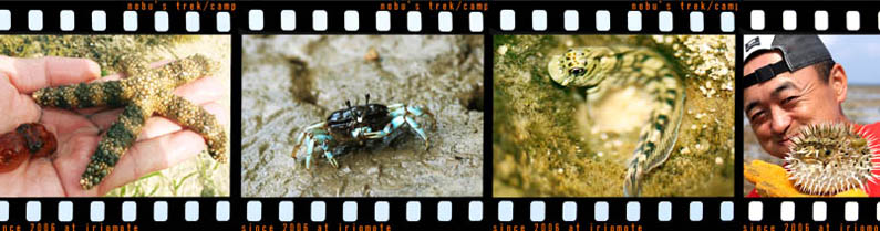 ���\�� �C�x���g/���R�ώ@��E�i���G�R�c�A�[