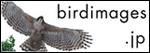 birdimages.jp/�쒹