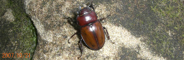 ���\���Ń`���C���}���o�l�N���K�^