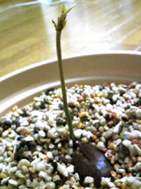 �E���W���K�V�̃h���O����