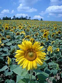 �k�C�� �x�ǖ� �Ђ܂�蔨