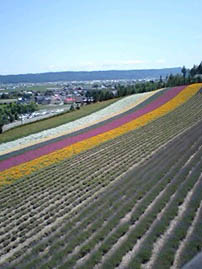 �k�C�� �x�ǖ� ���Ԕ�