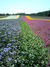 �k�C�� �x�ǖ� ���Ԕ�