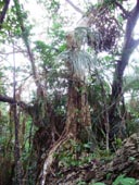 �̂Ԃ����q�l�̐��uyune�����̐��\�������L�v �K�W���}���̖؁@���̂Q