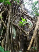 �̂Ԃ����q�l�̐��uyune�����̐��\�������L�v �K�W���}���̖�