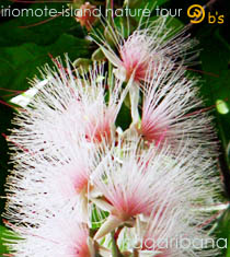 ���Ԍ���c�A�[�b���\������top/�T�K���o�i(��)�{�V���[�g�c�A�[