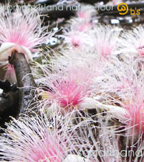 ���Ԍ���c�A�[�b���\������top/�T�K���o�i(�T�K����)�{�����ނ�c�A�[