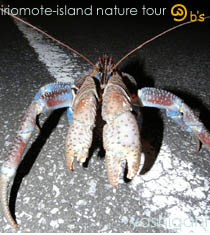 �i�C�g�c�A�[�E�����c�A�[�̏Љ�b���\���̌��E�H��̃i�C�g�c�A�[