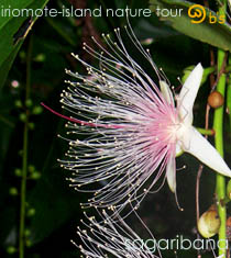 ���Ԍ���c�A�[�b���\������top/�T�K����(�T�K���o�i)�c�A�[