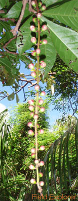 ���Ԍ���c�A�[�b���\���E�T�K���o�i���Q