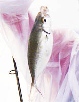 ����������