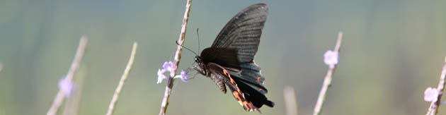 �A�h�x���`���[/�ό��X�|�b�g