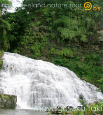 ���\���P���̌��g���b�L���O�E�f�C�c�A�[/�}���O�X�N�̑�