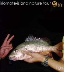 �i�C�g�c�A�[�E�����c�A�[�̏Љ�b���\���̌�/�S�}�t�G�_�C