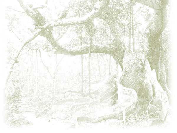  ���q�l�̐� nobu's voice/�̂Ԃ��{�C�X yune�����̐��\�������L 2006.11